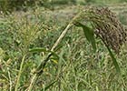 Sorghum bicolor, Sorgo