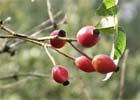 Rosa canina, Tapaculos, escaramujo