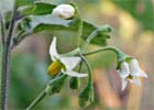 Solanum nigrum, Tomatillo