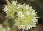 Thymus mastichina, Tomillo blanco