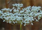 Torilis arvensis, Cachurros