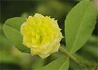 Trifolium campestre, Trébol dorado