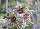 Trifolium stellatum, Trébol estrellado