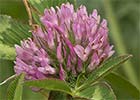 Trébol rojo o trébol violeta (Trifolium pratense)