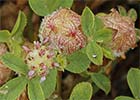Trifolium tomentosum, Trébol siempreviva