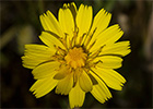Tulapitulatus (Leontodon saxatilis Lam)