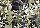 Sedum album, Uña de gato