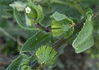 Ventricosa (Nonea echioides)