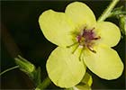 Verbascum virgatum, Verbasco