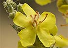 Verbascum pulverulentum, Gordolobo polvoriento