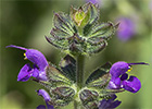 Salvia Verbenaca, gallocresta (Salvia verbenaca)