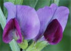 Vicia sativa, Veza silvestre