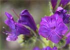 Echium plantagineum. Viborera