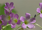 Vinagrillo, acedera débil (Oxalis debilis Kunth)