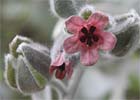 Cynoglossum cheirifolium. Viniabla