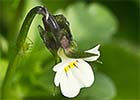 Violeta enana (Viola kitaibeliana)