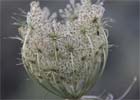 Daucus carota. Zanahoria silvestre