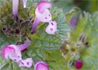 Lamium amplexicaule. Zapatitos