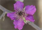 Rubus ulmifolius, zarzamora