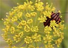 Thapsia villosa, Zumillo