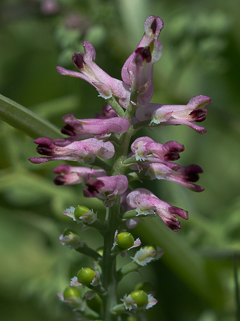 Fumaria officinalis