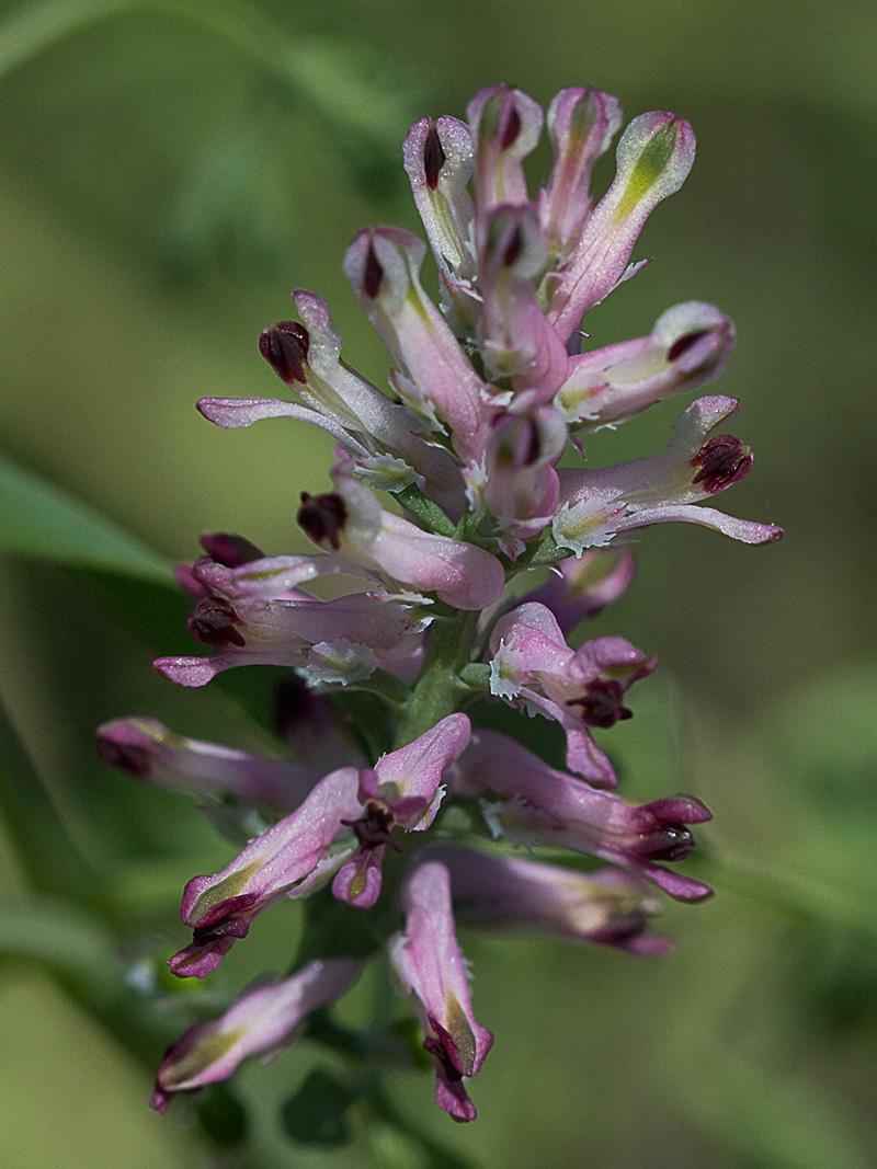 Fumaria officinalis