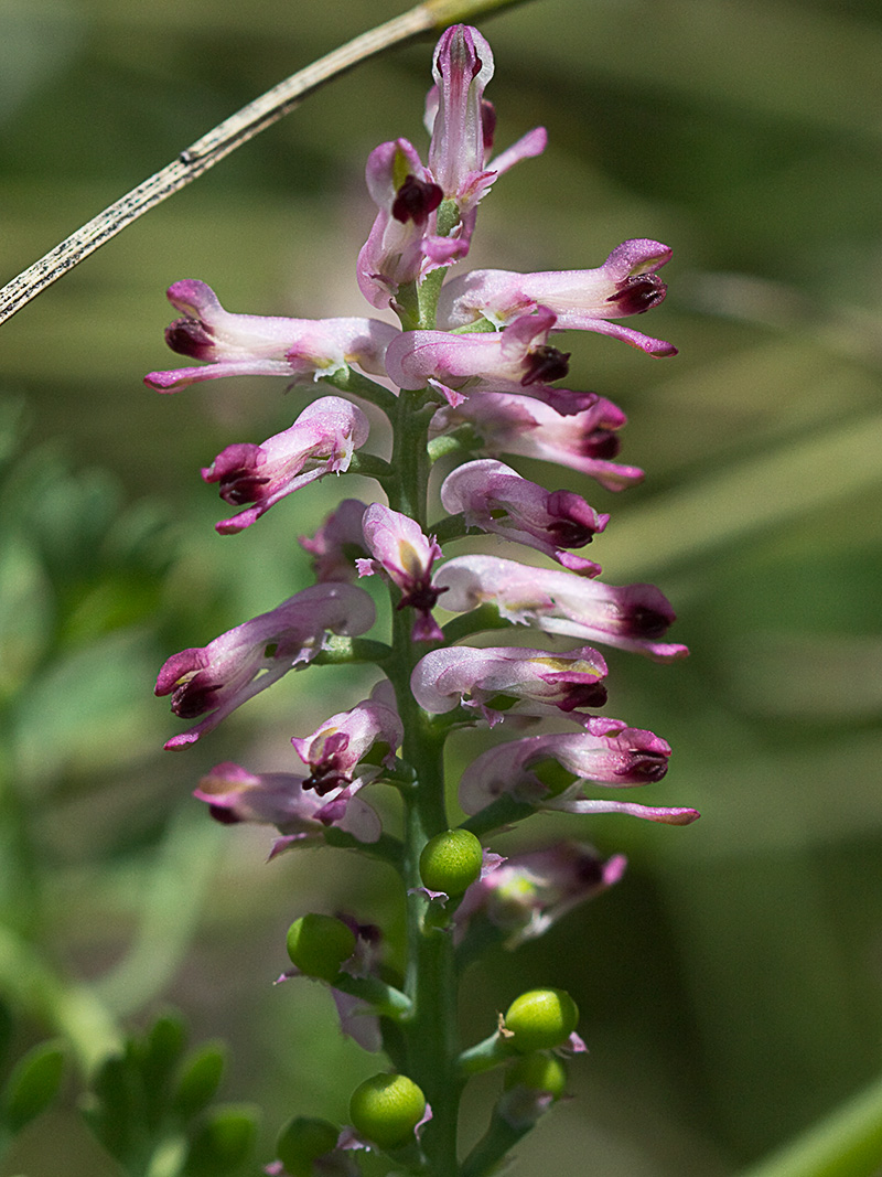Fumaria officinalis