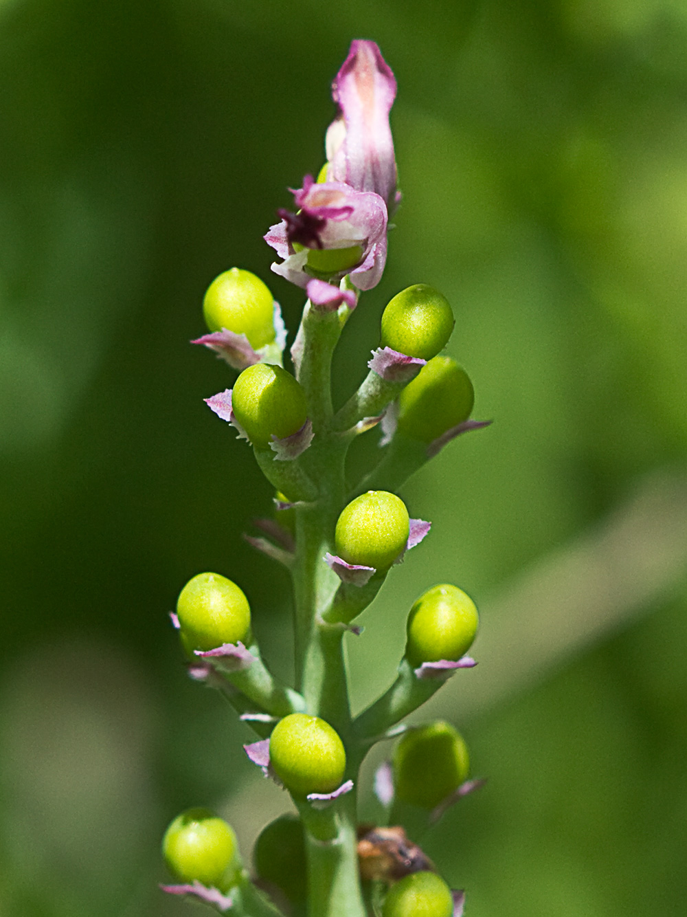 Fumaria officinalis