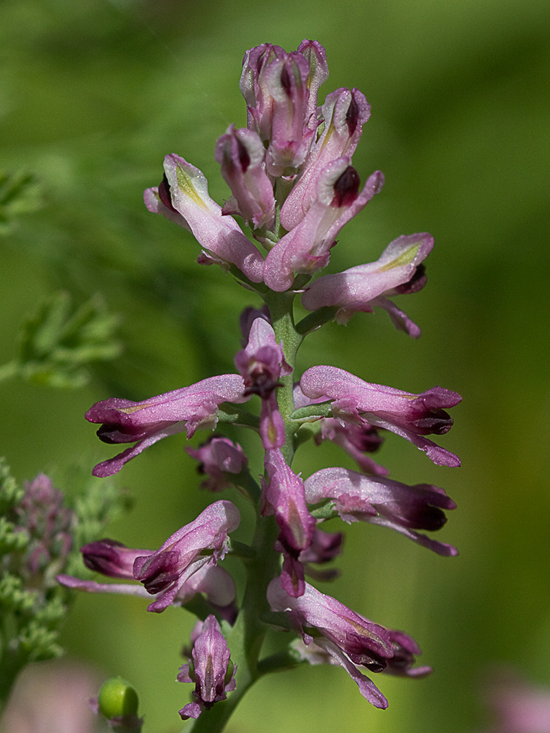 Fumaria officinalis