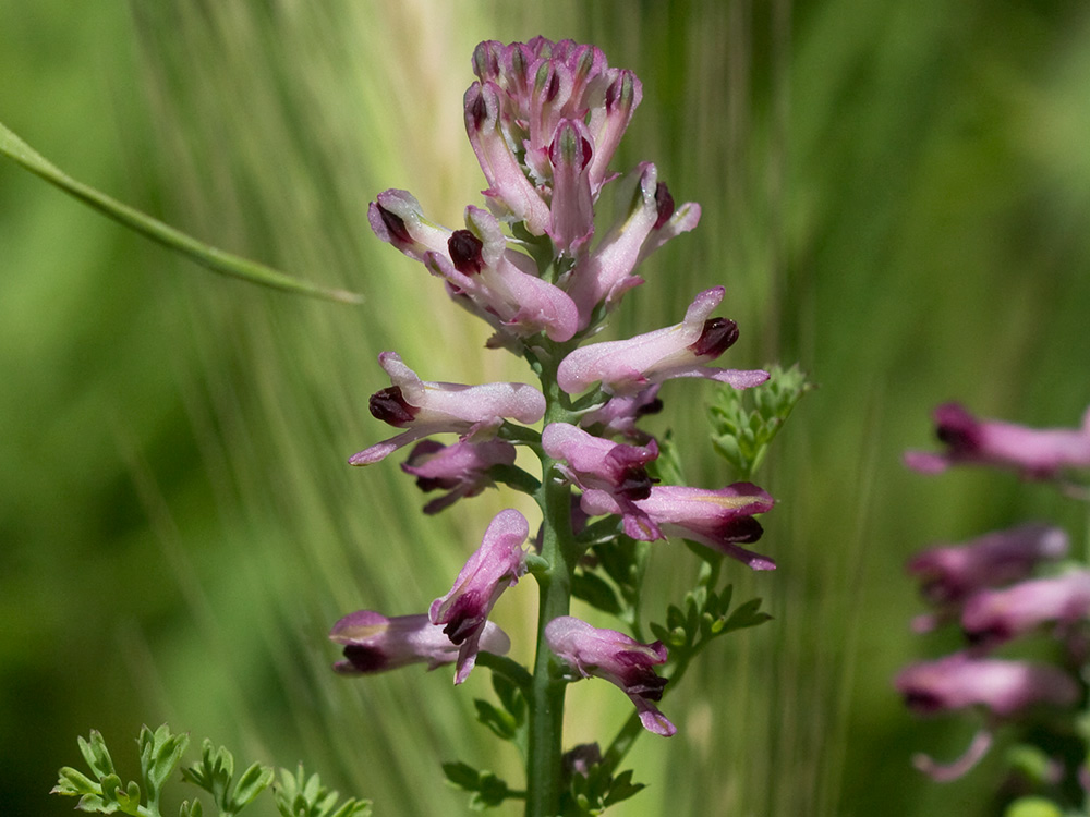 Fumaria officinalis
