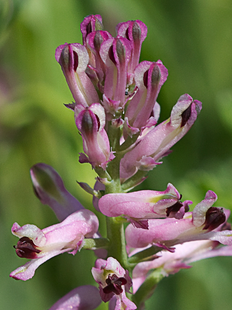 Fumaria officinalis