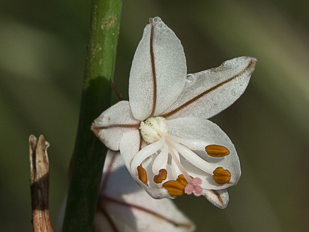 Gamoncillo, gamonita o cebollana (Asphodelus fistulosus)