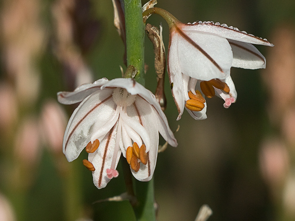 Gamoncillo, gamonita o cebollana (Asphodelus fistulosus)