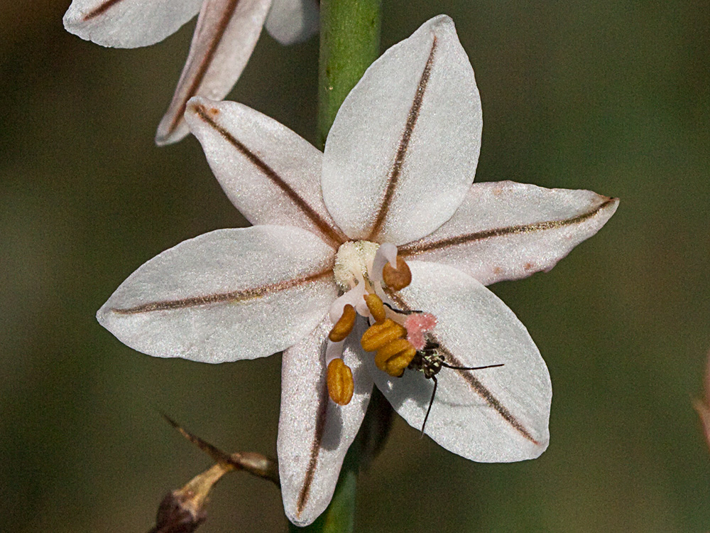 Gamoncillo, gamonita o cebollana (Asphodelus fistulosus)