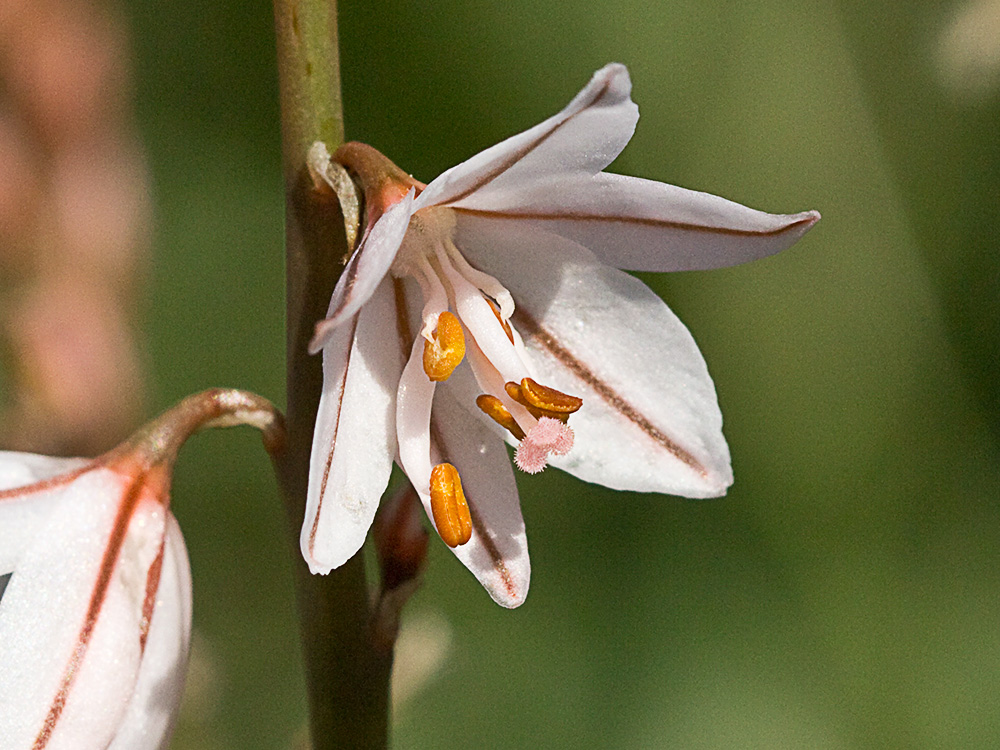 Gamoncillo, gamonita o cebollana (Asphodelus fistulosus)