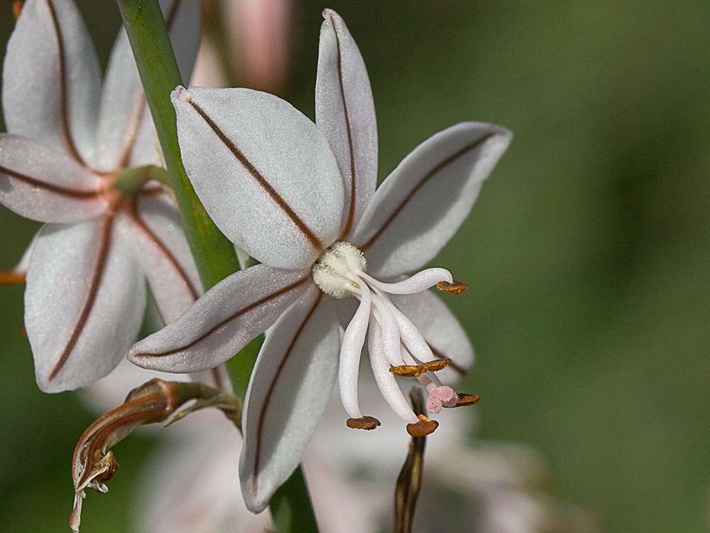 Gamoncillo, gamonita o cebollana (Asphodelus fistulosus)