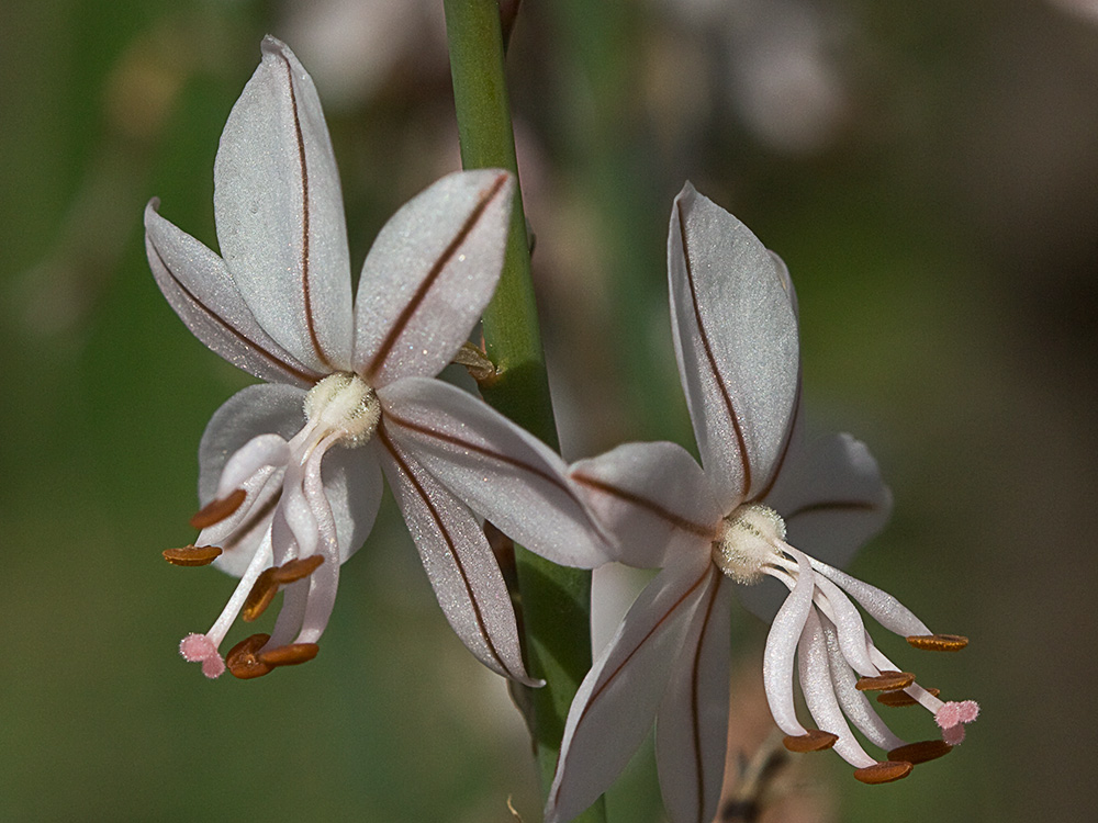 Gamoncillo, gamonita o cebollana (Asphodelus fistulosus)