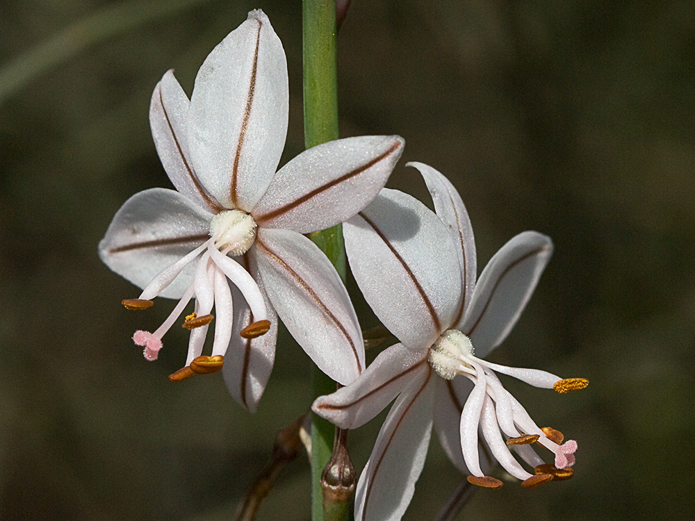 Gamoncillo, gamonita o cebollana (Asphodelus fistulosus)