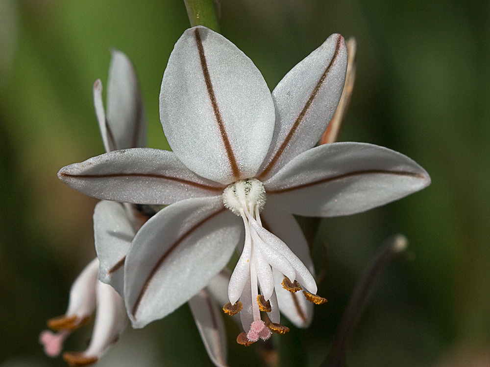 Gamoncillo, gamonita o cebollana (Asphodelus fistulosus)