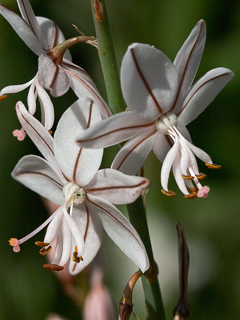 Gamoncillo, gamonita o cebollana (Asphodelus fistulosus)