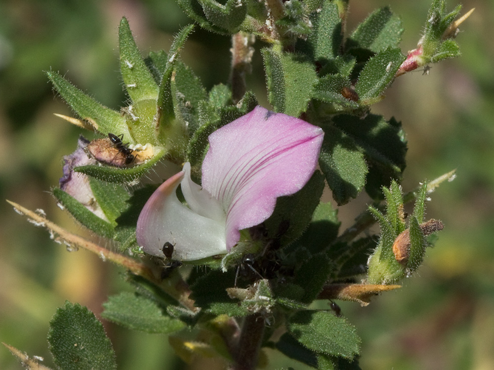 Flor de la gatuña (ononis spinosa)