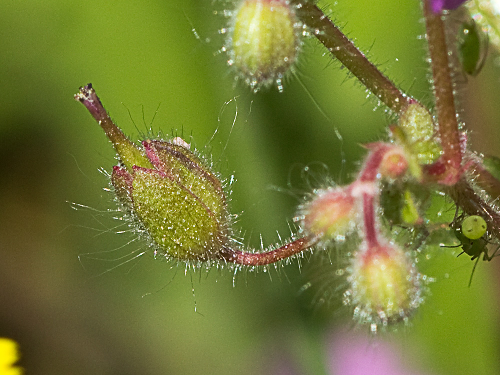 Geranium molle