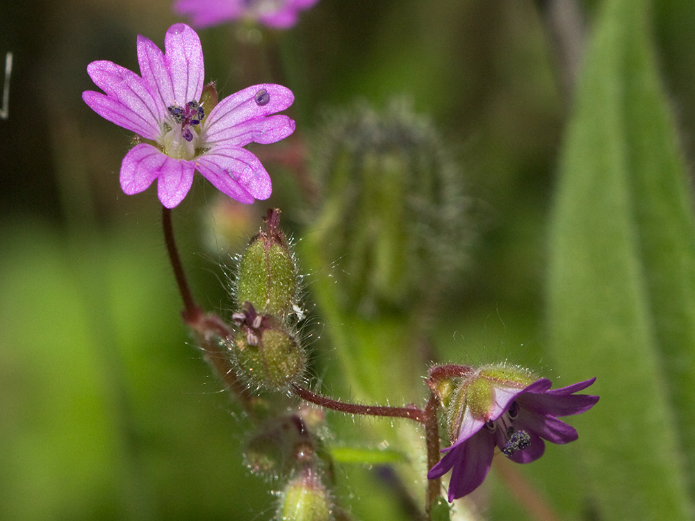 Geranium molle