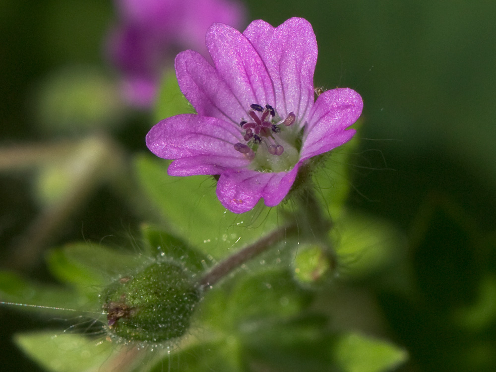 Geranium molle