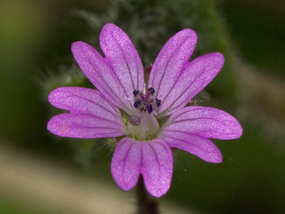 Geranium molle