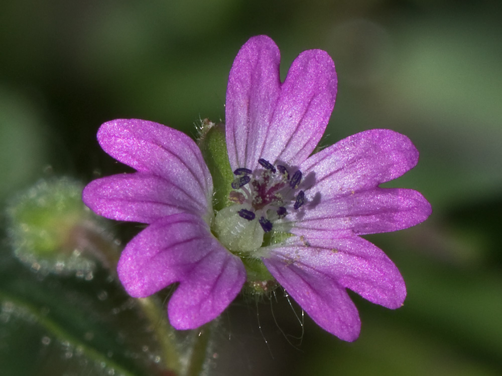 Geranium molle