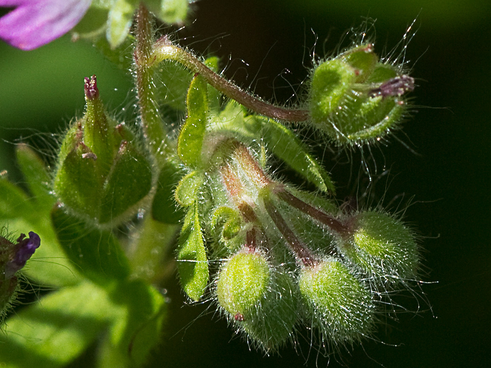 Geranium molle