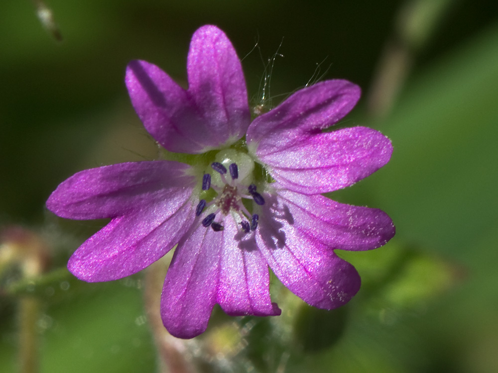 Geranium molle