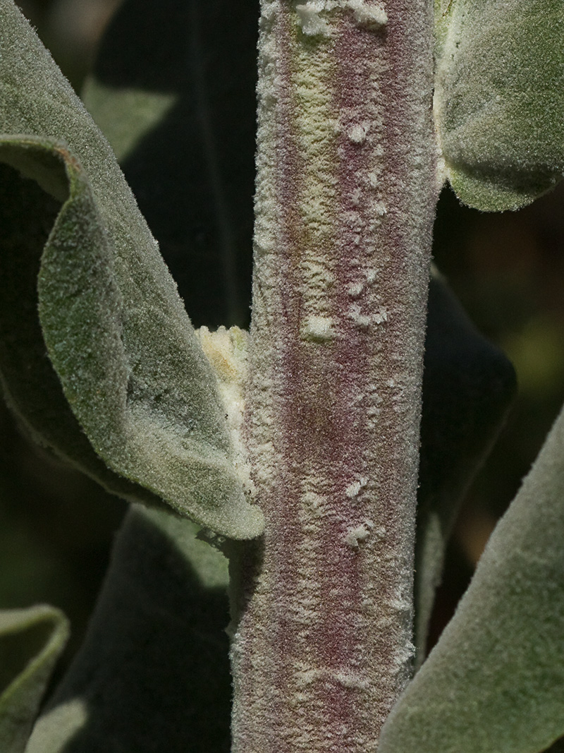 Verbascum pulvulentum (Gordolobo polvoriento)