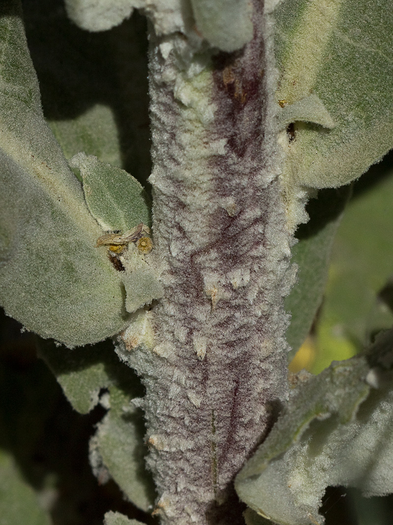 Verbascum pulvulentum (Gordolobo polvoriento)